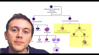 Blood Cancers Explained Leukemia Myeloma Lymphoma and more [upl. by Lora648]