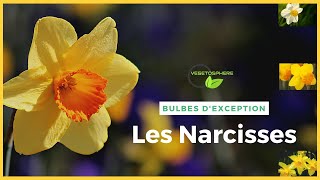 Les Narcisses les jonquilles vegetosphere bulb jonquilles [upl. by Anastas]