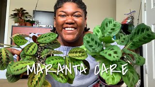 How to care for Maranta Prayer Plant Indoors  Planting The World Red [upl. by Phillip]