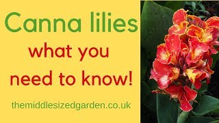 Canna lilies  everything you need to know about how to choose and grow cannas [upl. by Eilyw]