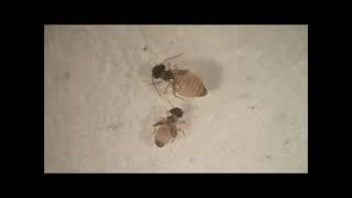 Courtship and mating in Ectopsocus richardsi Video 4 [upl. by Ishmael503]