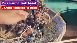 Aaj 7 Pure Parrot Beak Chicks Hatch Hua Hai Friends [upl. by Joao713]