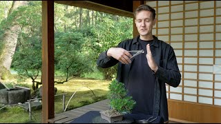 How to Unwire a Bonsai [upl. by Hurd]