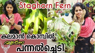 ഇതൊരു അത്ഭുതച്ചെടി തന്നെ Staghorn Fern Malayalamstaghorn fern care and mountingfern gardening [upl. by Enirahtak985]