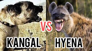 Kangal vs Hyena Can the World’s Strongest Dog Take Down a Hyena [upl. by Selda]