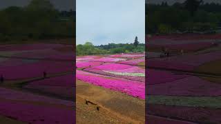 🪻🌼🌷 Beautiful Flower Carpet in Saitama Japan [upl. by Levona]