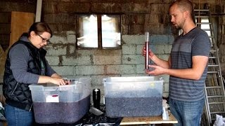 Making Red Wine from Grapes  Part 1 [upl. by Let]