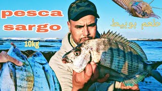 بوبيطة وحدة صيدنا بيها 10kg أسماك الشرغو🐟 [upl. by Mello]