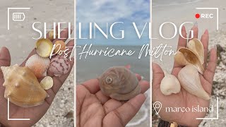 Post Hurricane Milton Shelling on Marco Island 🐚 [upl. by Brownley]