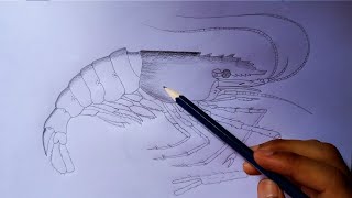 prawn drawing  how to draw a prawn  shrimp fish drawing how to draw a shrimp fish  prawn diagram [upl. by Waers]