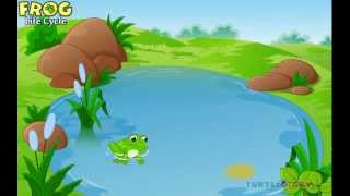 Learn the Frog Life Cycle AMAZING Science For Kids [upl. by Ael774]