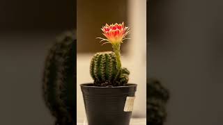 Lobivia cactus blooming time lapse ep03 🌵🌵🌵🌵 [upl. by Etnuaed852]