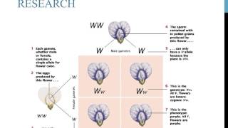 An introduction to Punnett squares [upl. by Anauqaj]