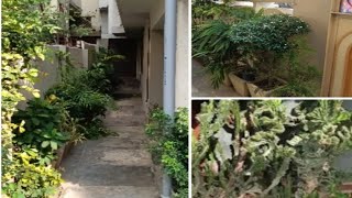 House garden tour and update [upl. by Oahc]