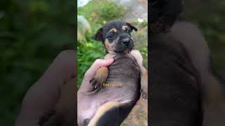 He Found 3 Puppies On Side Of Road  The Dodo [upl. by Imuy]