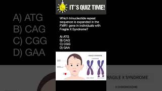 Which trinucleotide repeat sequence is expanded in the FMR1 gene in people with Fragile X Syndrome [upl. by Friedrich135]