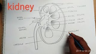 How to draw kidney step by step [upl. by Boycie]