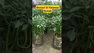 Asyiknya bertani di halaman rumah short urbanfarming [upl. by Oknuj661]