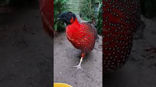 Tragopan czerwony tragppan satyra [upl. by Alair]