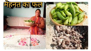 इतनी सारी सब्जी हुई हमारे बगीचे में devbhoomi vlog pahadi lifestyle vlog 💐 [upl. by Harilda204]