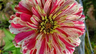 July Flowers  A Potager Garden Tour  Wisconsin Zone 5 Garden [upl. by Eseerehs]