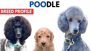 Poodle Breed Profile History  Price  Traits  Standard Poodle Pudel  Grooming Needs  Lifespan [upl. by Romeu]