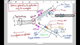 La réplication chez les eucaryotes génétique replication eucaryote [upl. by Einna]