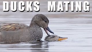 BIRDS LOVE  mating ducks in water GADWALL [upl. by Aimac]