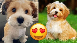 Havanese — Cute And Hilarious Videos And Tik Toks Compilation [upl. by Alyad]