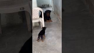 Suddenly German shepherd puppy Meets ROTTWEILER Daisy for first time 😱⚠️rottweiler shorts [upl. by Cyrilla]