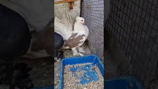 New pigeon Fentalpigeon fentybeauty kabutaar viralvideo trendingshorts [upl. by Enyaht431]