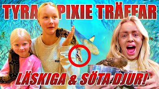 TYRA OCH PIXIE TRÄFFAR LÄSKIGA amp SÖTA DJUR PÅ SKANSEN AKVARIET [upl. by Enelrats]