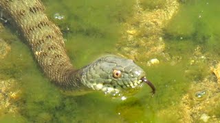 μεγαλο λιμνοφιδο νερόφιδοNatrix tessellata big water snake [upl. by Keraj]