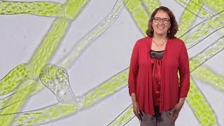 Magdalena Bezanilla Dartmouth 1 Understanding cell shape Big insights from little plants [upl. by Egoreg]