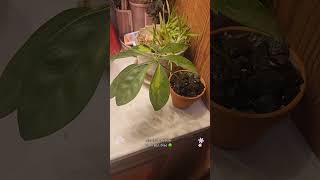 Love starting new trees 🌳 bonsai plants indoorbonsai garden bonsiatricksandalotmore indoor [upl. by Darbie]