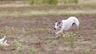 How to Give Your Whippet the Attention They Need [upl. by Haniraz372]