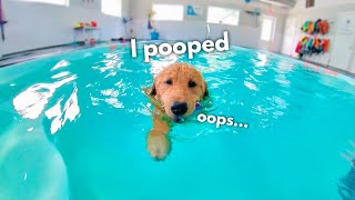 My Dog Rents a Swimming Pool [upl. by Ehtiaf854]