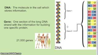 DNA Genes Chromosomes [upl. by Kapoor]