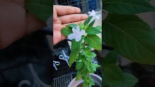 Barleria cristata also known as the Philippine violet or bluebell barleria [upl. by Maclaine]