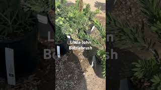 Little John Bottlebrush landscaping plant [upl. by Howard]