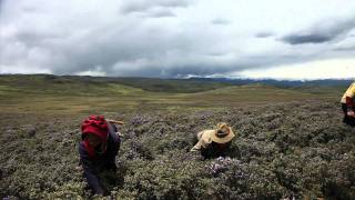 The Yarsagumba Effect [upl. by Yleve]