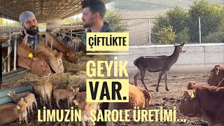 DEV LİMUZİN ve ŞAROLE ÜRETİM ÇİFTLİĞİ Büyükbaş Besi ve Damızlık [upl. by Paolina666]