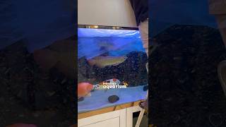 Monster Aquarium Setup  Custom Monster Aquarium  Adding fish in monster aquarium monsterfish [upl. by Adaminah]