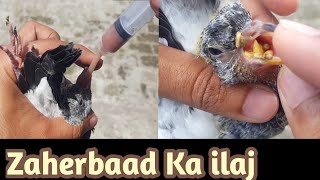 Pigeon Canker Treatment 100  ZaherBaad Ka Ilaj  Hashim Mahmood Pigeons [upl. by Aerol]