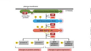 Receptor Tyrosine Kinase [upl. by Benjy]