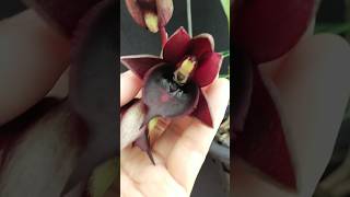 Catasetum Jumbo Pearl Dark Red orchids orchideae catasetum [upl. by Sheff]