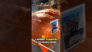 Meet Cowboy the LARGEST Pumpkin in Colorado shorts pumpkin halloween award [upl. by Ailisab]