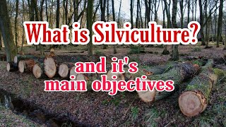 What is Silviculture  Silviculture lecture in Hindi  Bsc agriculture Avinash Anuragi [upl. by Mahalia976]