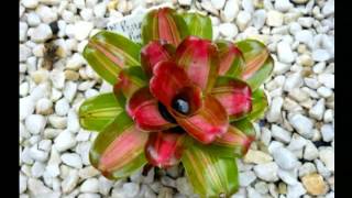 VRIESEA GUZMANIA [upl. by Nnylecyoj]