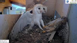 Crazy Wild kestrel attacks barn owls pair inside nest and is lucky she escapes with her life [upl. by Nikita]